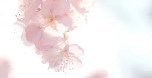 Can Sakura Extract Help with Anti-Aging?